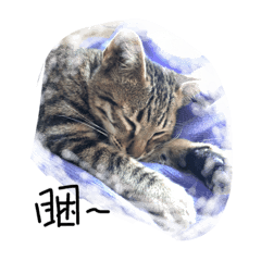 [LINEスタンプ] stray cat Niuniuの画像（メイン）