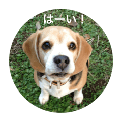 [LINEスタンプ] 愛犬 虎太郎の画像（メイン）