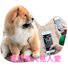 [LINEスタンプ] The chowchow Polly