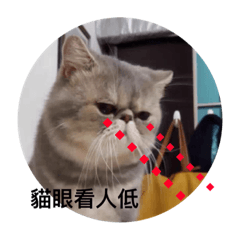 [LINEスタンプ] JJ Smile Cattery Exotic