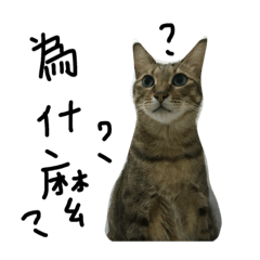 [LINEスタンプ] bubu and chachaの画像（メイン）