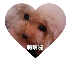 [LINEスタンプ] Vip Dog gucci 1010の画像（メイン）