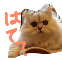 [LINEスタンプ] ねこぬこねこの画像（メイン）