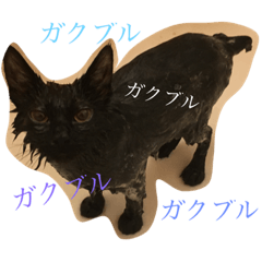 [LINEスタンプ] 黒猫くろず