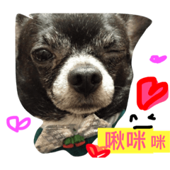 [LINEスタンプ] blackcutchiwawadogg