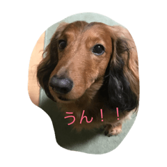 [LINEスタンプ] 犬スタンプ1の画像（メイン）