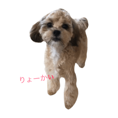 [LINEスタンプ] ゆず犬スタンプの画像（メイン）