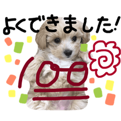 [LINEスタンプ] まるぷーのぽぽちゃん。