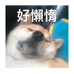 [LINEスタンプ] Shiba's greetings