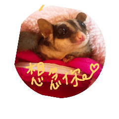 [LINEスタンプ] Cute-Sugarglider