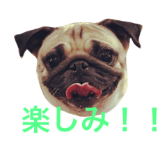 [LINEスタンプ] うちの子ふーたん