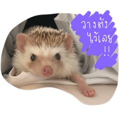 [LINEスタンプ] Kling the Hog 1の画像（メイン）