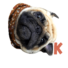 [LINEスタンプ] I'm Pug.