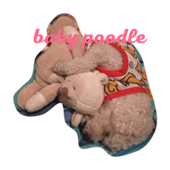 [LINEスタンプ] Baby Poodle