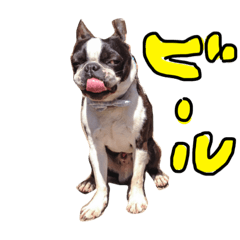 [LINEスタンプ] ボストンテリアのイギーです2。の画像（メイン）