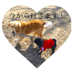 [LINEスタンプ] Golden Retriever！