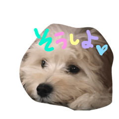 [LINEスタンプ] 愛犬ソニンのスタンプの画像（メイン）