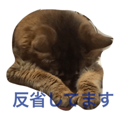 [LINEスタンプ] ねこねこスタンプ(日常系)