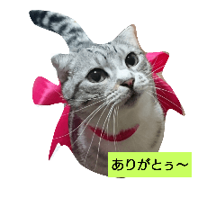 [LINEスタンプ] RuiMeiCAT