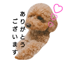 [LINEスタンプ] トイプーいっちゃん