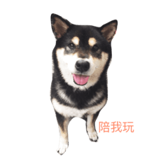 [LINEスタンプ] Shiba daily life