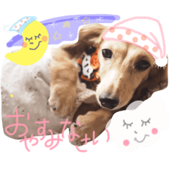 [LINEスタンプ] ダックス   ココたんの画像（メイン）