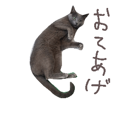 [LINEスタンプ] namaiki animalsの画像（メイン）