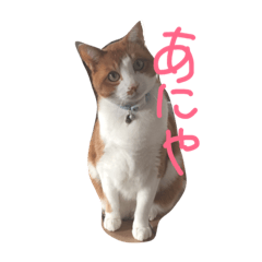 [LINEスタンプ] うちのにゃんちゅ