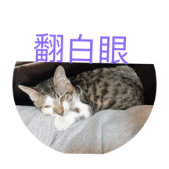 [LINEスタンプ] Cat @@