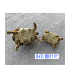 [LINEスタンプ] Turtle daily life