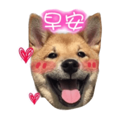 [LINEスタンプ] Shiba DouDou