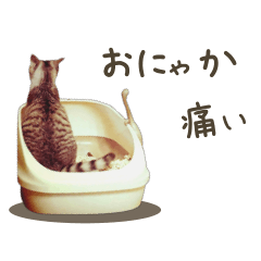 [LINEスタンプ] ネコのこむぎ