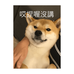 [LINEスタンプ] shiba dog cute