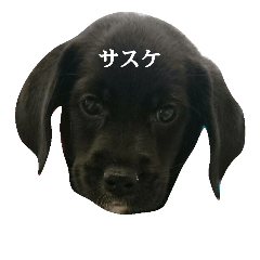 [LINEスタンプ] 真っ黒サスケ1