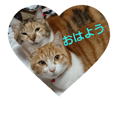 [LINEスタンプ] 茶とらねこ2