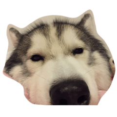 [LINEスタンプ] Joel Siberian Husky