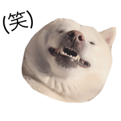 [LINEスタンプ] 北海道犬のかりん