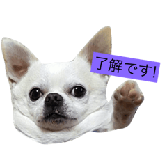 [LINEスタンプ] いとこのモナちゃん。