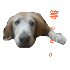 [LINEスタンプ] Niu dog