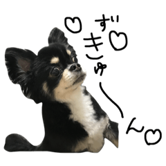 [LINEスタンプ] Chihuahua Ah-kun 2の画像（メイン）