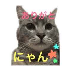 [LINEスタンプ] うちのねこ。〜その1〜の画像（メイン）