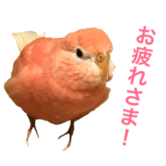 [LINEスタンプ] アキクサインコのゆゆ