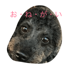 [LINEスタンプ] わんこの言葉