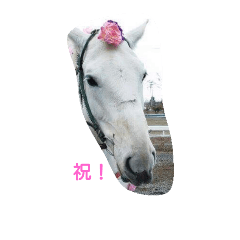 [LINEスタンプ] horse stamp3