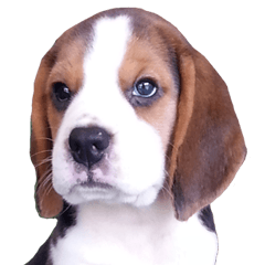 [LINEスタンプ] Nimo Beagle Ver.3の画像（メイン）