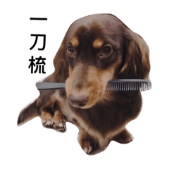 [LINEスタンプ] Dachshund -Quiche