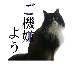 [LINEスタンプ] 世界一美しい猫の画像（メイン）