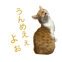 [LINEスタンプ] 愛されないボーイとたるボディの画像（メイン）