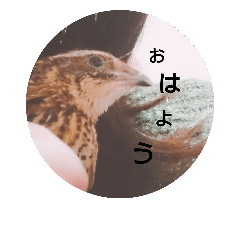 [LINEスタンプ] うずら 大好き