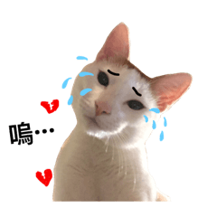 [LINEスタンプ] BuzzyCATの画像（メイン）